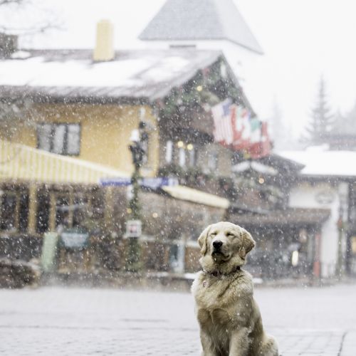 A dog sits in the foreground of a snowy village street with buildings and flags visible in the background.
